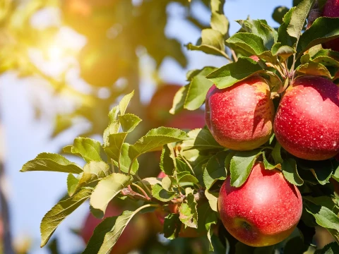Sesja fotograficzna Jesień w sadzie