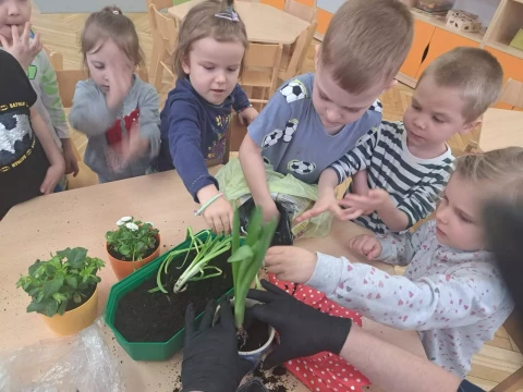 Dzień Nowalijek w Lajkoniku!