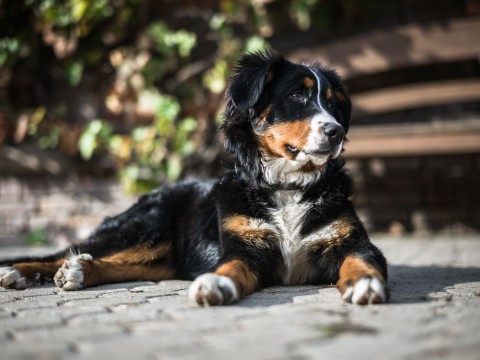 Zajęcia z dogoterapii - część I!