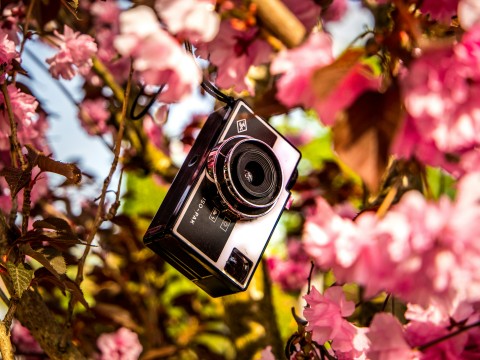 fot. Unsplash - Jonas Geschke Sesja fotograficzna -Wiosna!