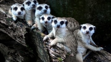 fot. Unsplash - Anggit Rizkianto Wycieczka grupy IV do Animal Island.