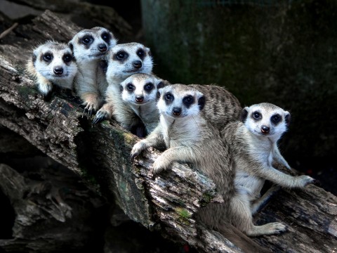 fot. Unsplash - Anggit Rizkianto Wycieczka grupy IV do Animal Island.