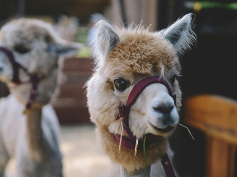 fot. Unsplash - Olga Kravchuk Wycieczka grupy I do Kopytkowa.